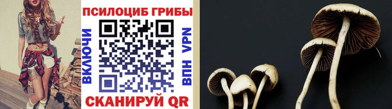 наркота  ссылка на мегу   Галлюциногенные грибы Cubensis  Котельниково 